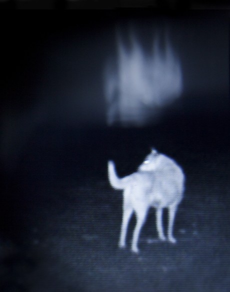 Na’ama Porat, “Kepek” the Dog, 2017, digital photograph through night-vision device, 150x190 cm